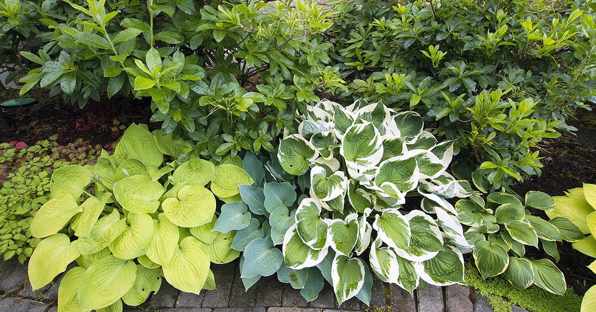 Растения в ландшафтном дизайне 51 фото гейхера хосты и хвойные сочетание групп с теневыми кустами и выбор стилей японский или хай-тек